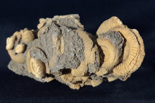 Dactylioceras athleticum (SIMPSON 1855) - Bild &copy; FossNet FossilienStore